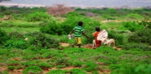 Children grassing animals as 70% community depend animal products for survival and live in rural