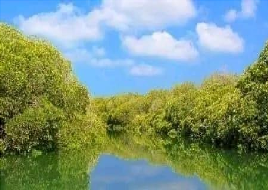 Beauty of nature deserves protection, plant trees, stop charcoal burning, trees are source of live and home for both Human and while animals.